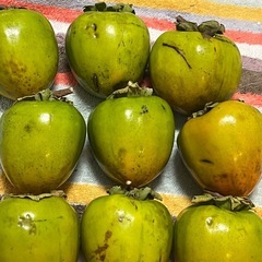 無農薬　干し柿用　渋柿2kg　愛宕柿　りんごサイズの画像