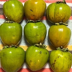 無農薬　干し柿用　渋柿2kg　愛宕柿　りんごサイズ