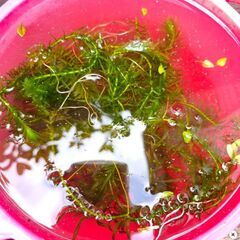 バコパ、オモダカ、アナカリスの画像