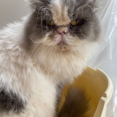 エキゾチックショートヘア　ロング　猫　9才