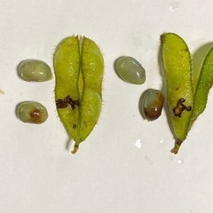 黒枝豆の選外品の画像