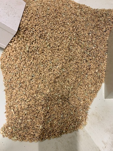 新米令和7年産農薬不使用玄米30キロ