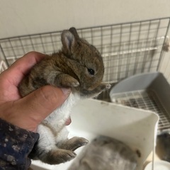 ミニウサギ