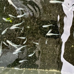 数量限定！　幹之　みゆき　フルボディ　22匹 （＝成魚前個体10匹　+死着補償2匹　+観賞用成魚10匹）　検索キーワード　鉄仮面　メダカの画像