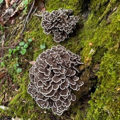 山友達！相棒！相方！一緒にキノコ、山菜採りしませんか？