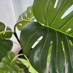 IKEA 観葉植物　モンステラの画像