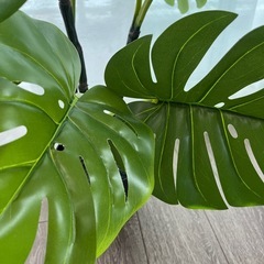 IKEA 観葉植物　モンステラの画像