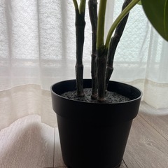 IKEA 観葉植物　モンステラの画像