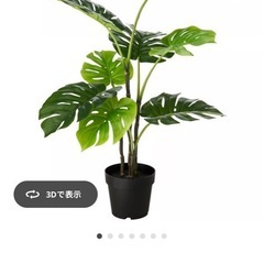 IKEA 観葉植物　モンステラの画像