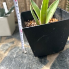 アガベ　ベネズエラ　観葉植物　鉢付の画像
