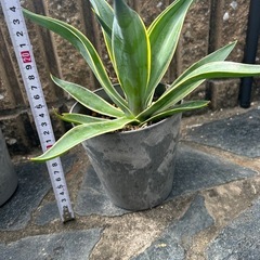 アガベ　ベネズエラ　観葉植物の画像