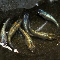 高級メダカ＊ランダム5匹の画像
