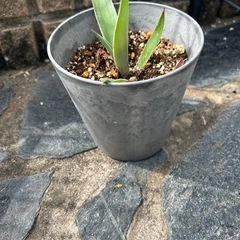 アガベ　ベネズエラ　観葉植物　鉢付の画像