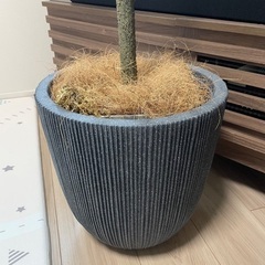 フェイクグリーン　ウンベラータの画像