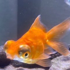 熱帯魚の画像