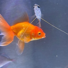 熱帯魚の画像