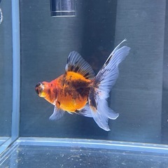 熱帯魚の画像