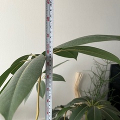 観葉植物　大型　ツピタンサスの画像