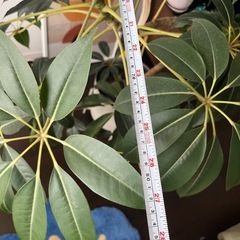 観葉植物　大型　ツピタンサスの画像