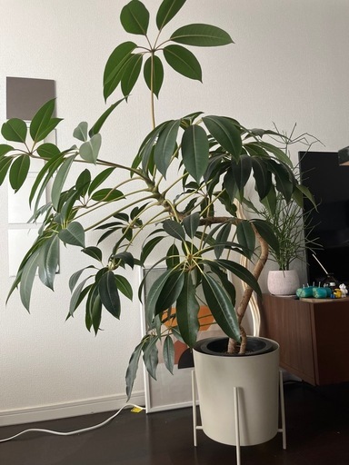 観葉植物　大型　ツピタンサス