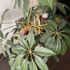 観葉植物　大型　ツピタンサスの画像