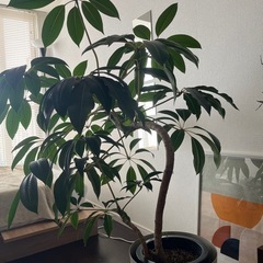観葉植物　大型　ツピタンサスの画像