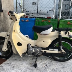 リトルカブの画像