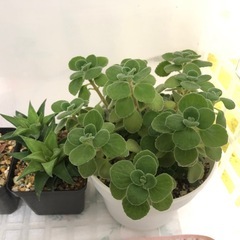 観葉植物　お譲りしますの画像