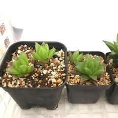 観葉植物　お譲りしますの画像