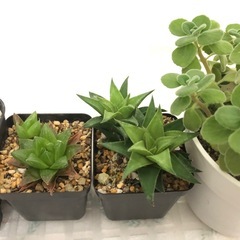 観葉植物　お譲りしますの画像