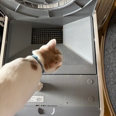 LavvieBot 自動猫トイレ ホワイトの画像