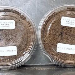 【使用済ペア+幼虫2頭】スジブトヒラタクワガタ+幼虫2頭の画像