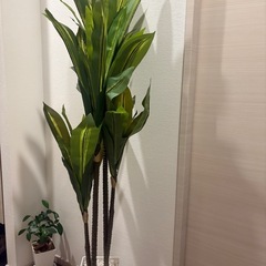 観葉植物の画像