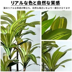 観葉植物の画像