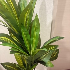 観葉植物の画像