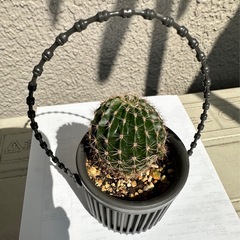 サボテン🌵
の画像