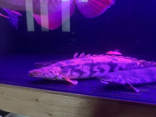 ポリプテルス　エンドリケリー