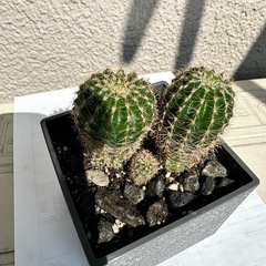 サボテン🌵
の画像