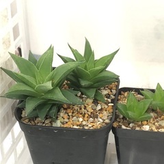 観葉植物・多肉植物　お譲りしますの画像