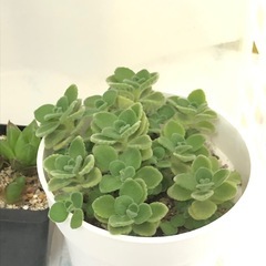 観葉植物・多肉植物　お譲りしますの画像