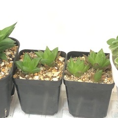観葉植物・多肉植物　お譲りしますの画像