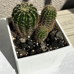 サボテン🌵の画像
