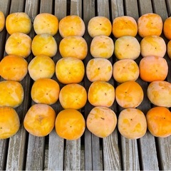 渋柿　干し柿用　40個