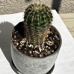 サボテン🌵の画像