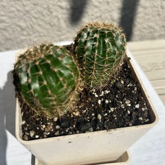 サボテン🌵の画像