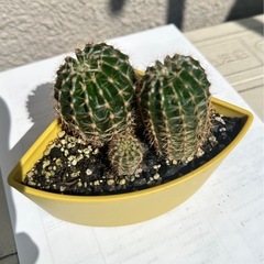 サボテン🌵の画像