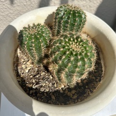 サボテン🌵の画像