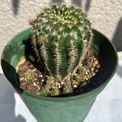 サボテン🌵の画像