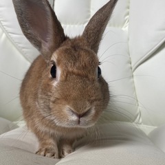 ミニウサギ ♂