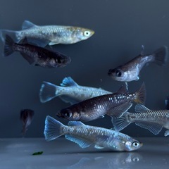 漆黒系　体外光系【現物】メダカ　ミックス　今年産まれ　成魚サイズ　めだか の画像